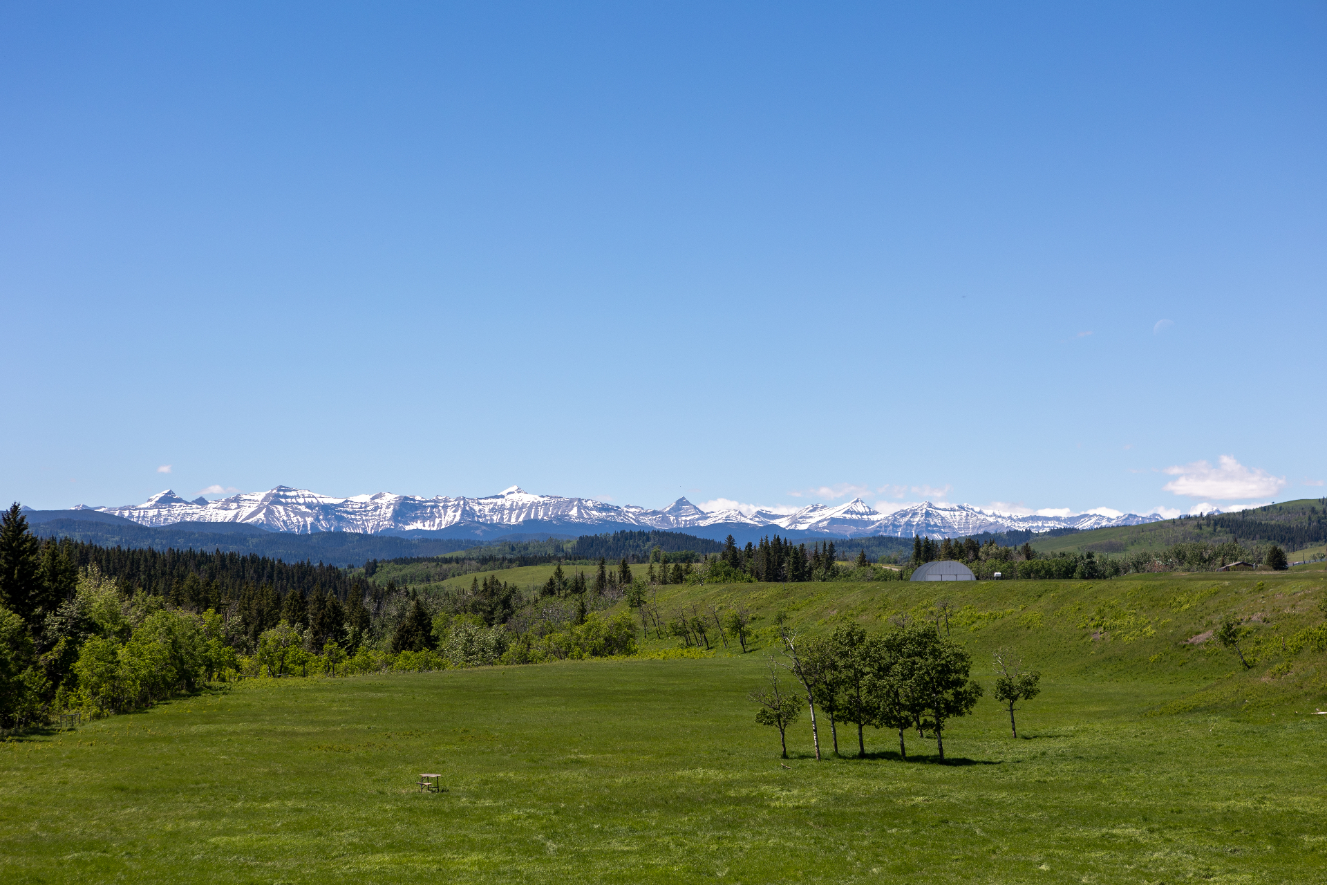 Open pasture with cottonwoods and snow-capped Rocky Mountains on the horizon