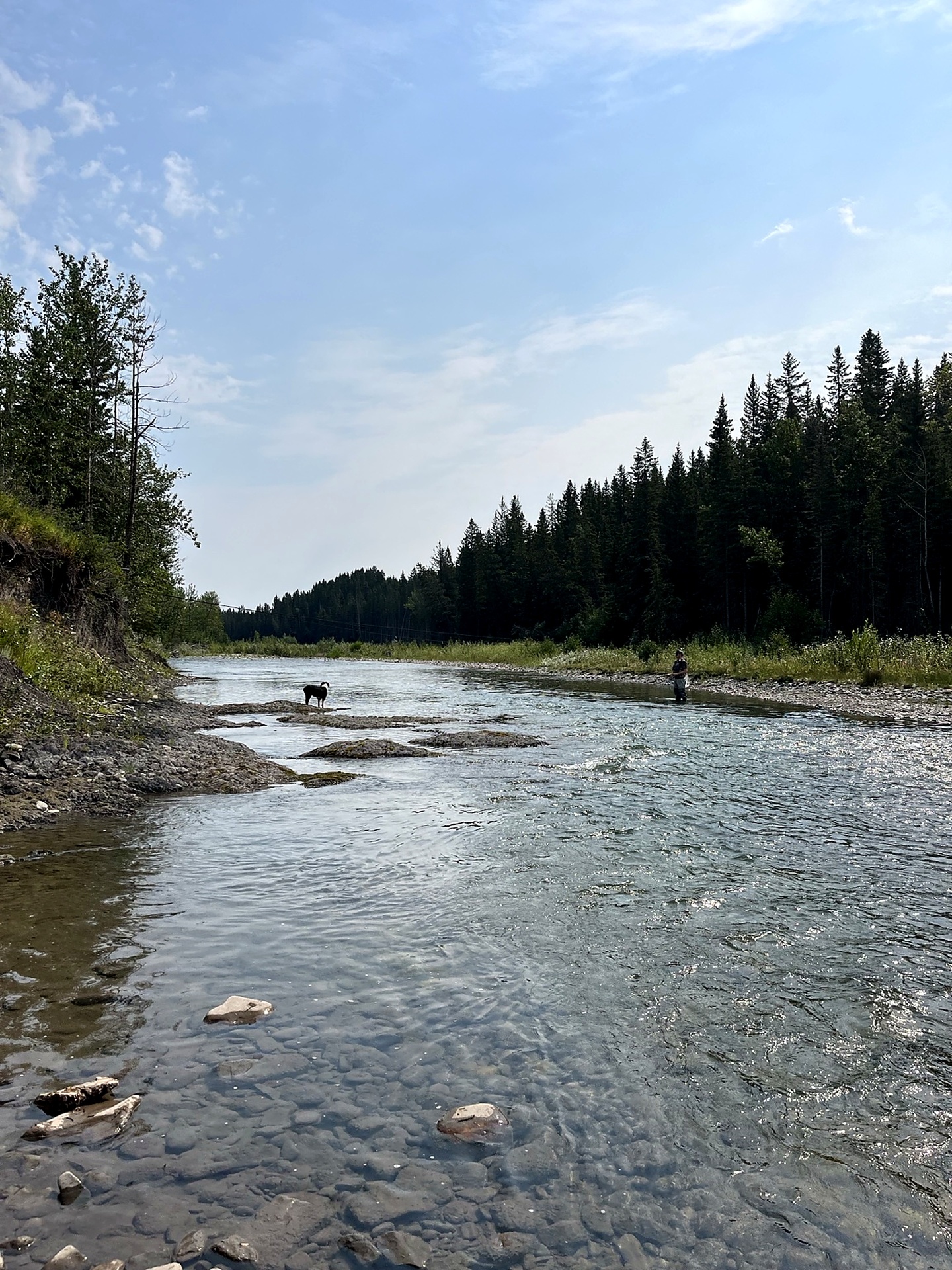 Fly fisherman and dog on the clear, stony Sheep River with spruce-lined banks
