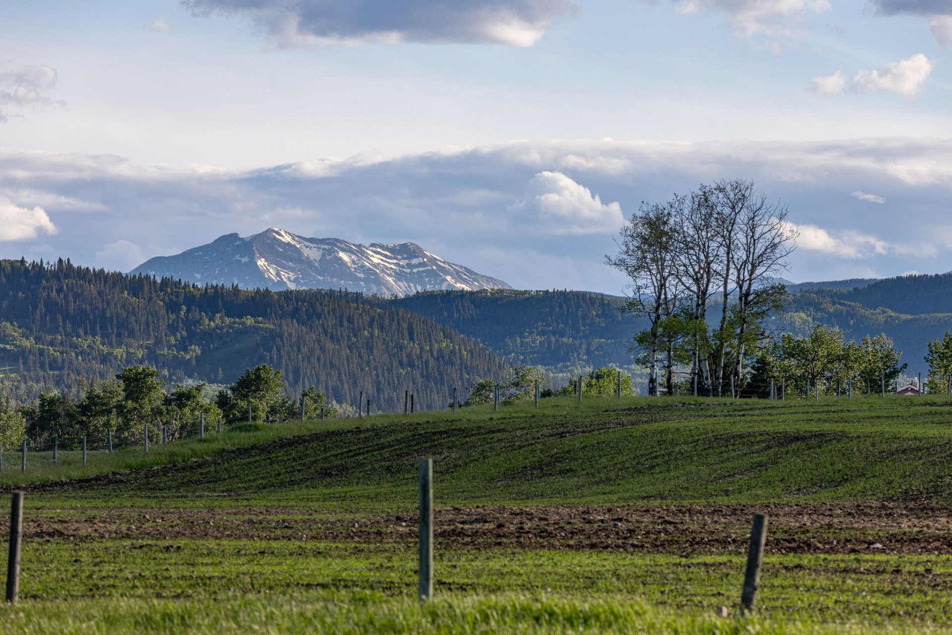 Cropland and pasture rolling to a snow-capped Rocky Mountain peak under big sky